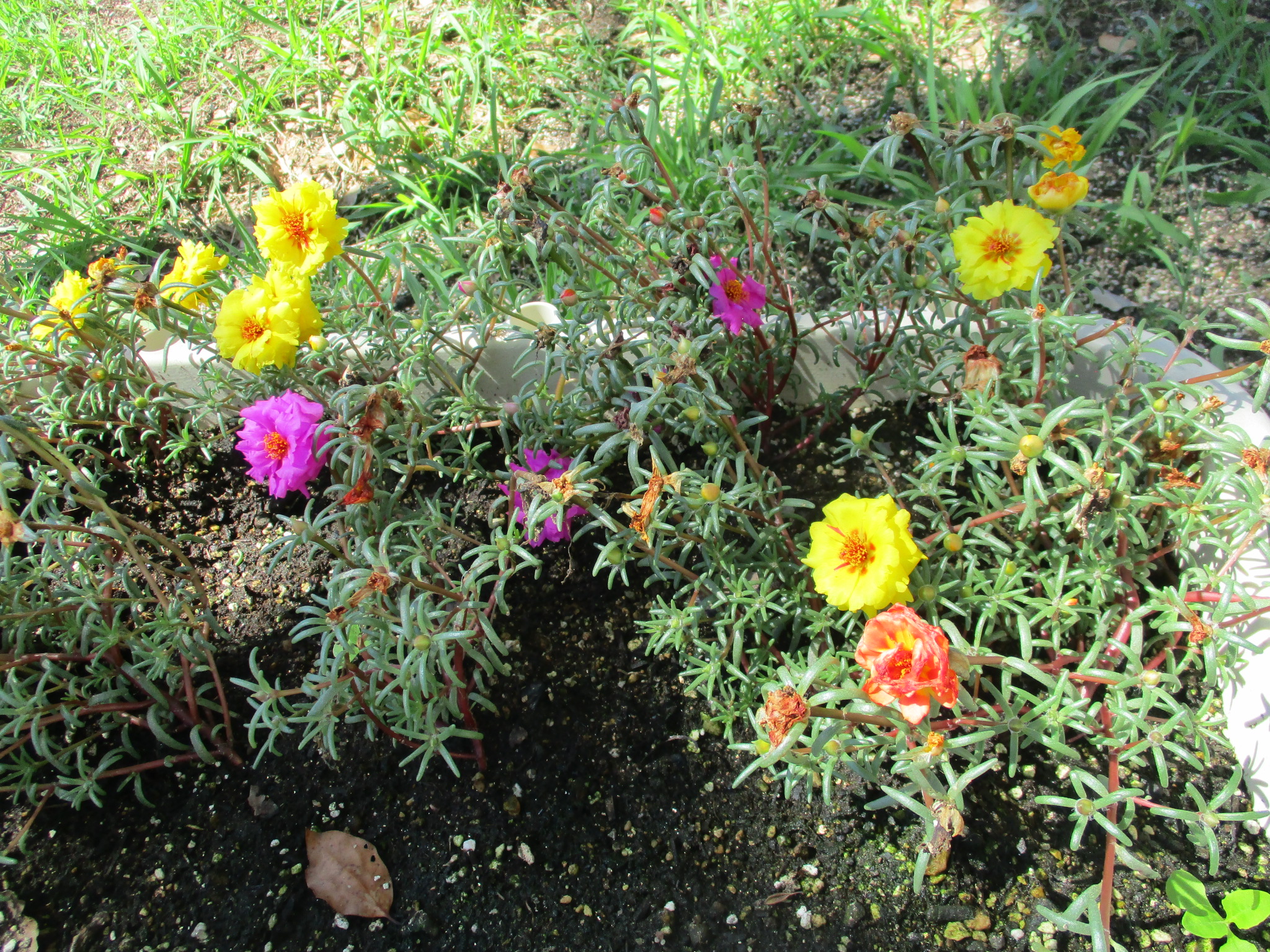 館内の花